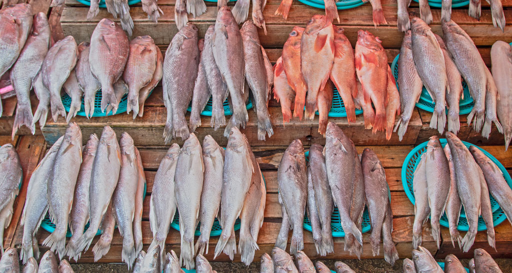 Retailers reach consensus in favour of strong seafood controls, reporting and traceability systems